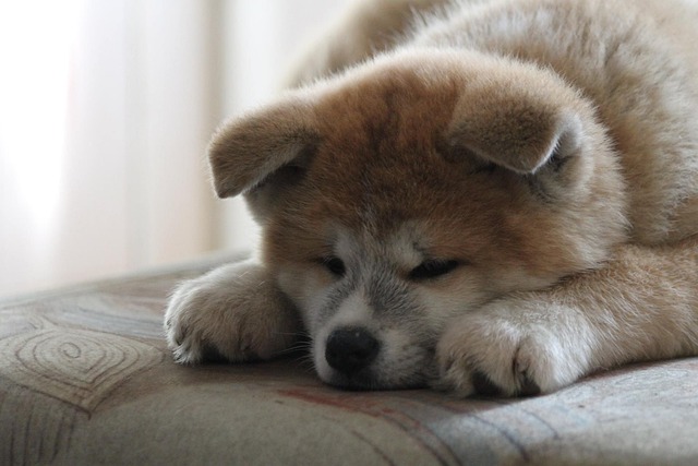 akitu inu