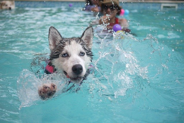 koupající se pes v bazénu